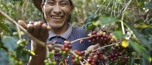 Bei der Ernte. Ruben ist Fairtrade-Kaffeebauer in Peru.