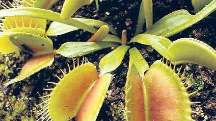 Schnappfalle. Mithilfe von Fangblättern fressen Pflanzen Insekten.