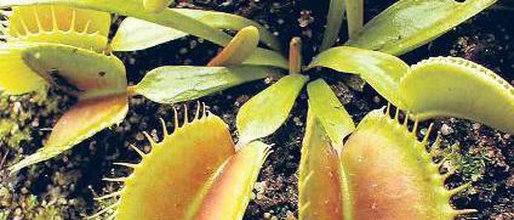 Schnappfalle. Mithilfe von Fangblättern fressen Pflanzen Insekten.