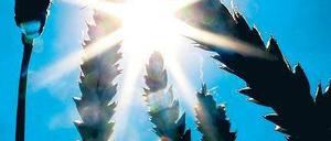 Kampf ums Korn. Spekulanten machen Geschäfte mit Nahrungsmitteln.