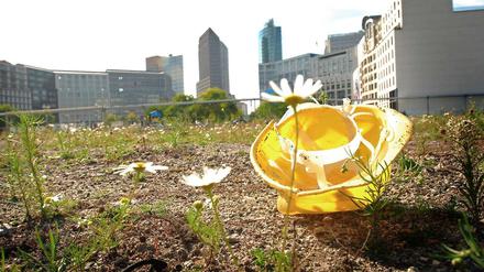 Blühende Landschaft. Nach dem Willen des Investors sollen am 1.Dezember Bagger auf das Wertheim-Areal rollen. Nun klagen aber die Nachbarn gegen die Pläne. 