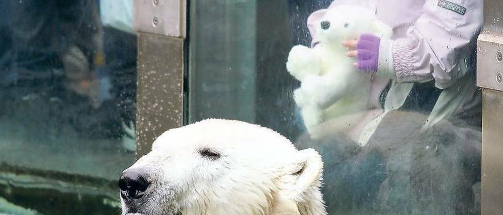 Bärig. Knut sucht stets die Nähe zu den Menschen, heißt es im Zoo. Früher posierte hier Knuts Vater Lars.