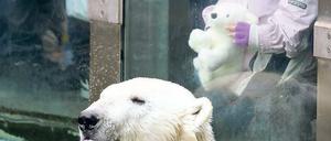 Bärig. Knut sucht stets die Nähe zu den Menschen, heißt es im Zoo. Früher posierte hier Knuts Vater Lars. 