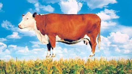 Billiger. Kühe sind Grasfresser. Sie müssen aber Mais fressen. Foto: WDR
