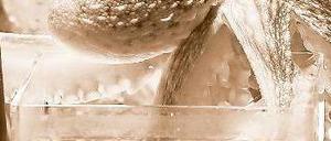 Ein Kraken-Porträt in Sepia: Paul ist tot.