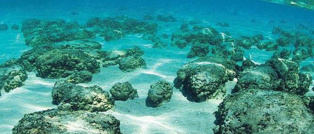 Lebende Fossilien. Stromatolithen – hier eine Aufnahme aus Australien –sind Bakterienmatten, die bereits vor Jahrmilliarden Sauerstoff produzierten. 