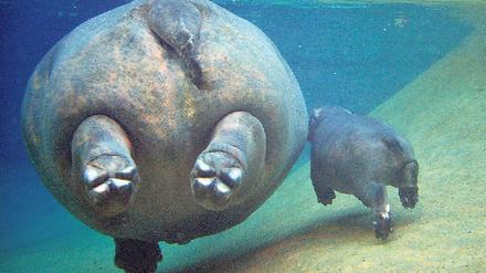 Abgetaucht. Berlins Nilpferde genießen ihr Wasserbecken – beim Brand in Karlsruhe gingen die Tiere einfach unter Wasser. Weil sie aber auch dort nicht lange überlebt hätten, lockten die dortigen Pfleger sie mit Futter ins Freie.Foto: dpa
