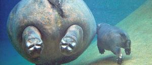 Abgetaucht. Berlins Nilpferde genießen ihr Wasserbecken – beim Brand in Karlsruhe gingen die Tiere einfach unter Wasser. Weil sie aber auch dort nicht lange überlebt hätten, lockten die dortigen Pfleger sie mit Futter ins Freie.Foto: dpa