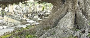 Tief verwurzelt. Die knorrigen Bäume des Friedhofs zeugen vom mediterranen Klima der spanischen Insel. Foto: mauritius images