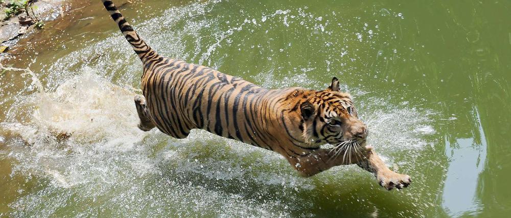 Dieser Tiger lebt in einem Zoo in Jakarta.