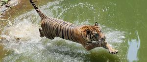 Dieser Tiger lebt in einem Zoo in Jakarta.