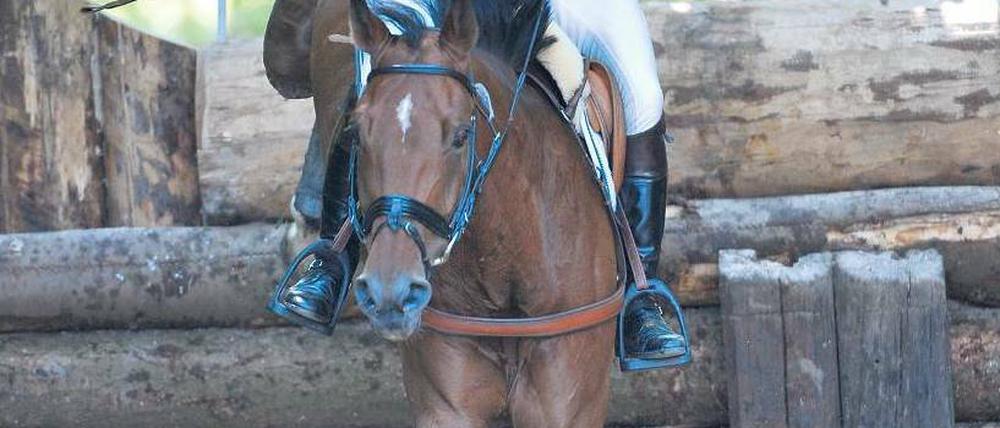 Schweres Gelände. Michael Jung bewältigt auf Sam den Parcours in Wiesbaden. Seit vergangener Woche ist das Pferd aus seinem Stall verschwunden. Foto: p-a/dpa