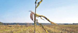 Allein auf weiter Flur. Die dominanten Mais-Monokulturen sollen nach Möglichkeit einer Vielfalt anderer Energiepflanzen Platz machen. Foto: picture-alliance/ZB