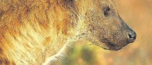 Ganz die Mutter. Hyänen säugen ihre Jungen bis zu zwei Jahre lang, doch im Geschlechterverhältnis dominieren die Weibchen – und sie vererben ihren Rang an die Töchter. 