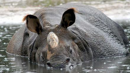 Panzernashorn im Tierpark Friedrichsfelde.