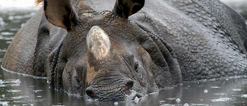 Panzernashorn im Tierpark Friedrichsfelde.