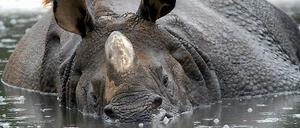 Panzernashorn im Tierpark Friedrichsfelde.