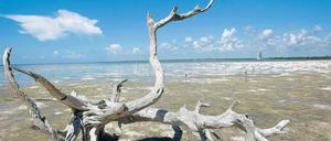 Hitze in Cancun. Am Strand der mexikanischen Stadt, in der ab heute über das Weltklima beraten wird, liegt verdörrtes Holz.