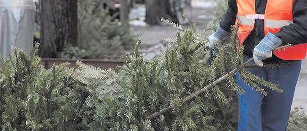 Sperrig. Seit Montag sammelt die BSR die Bäume ein, für jeden Altbezirk gibt es zwei Termine. Foto: Günter Peters
