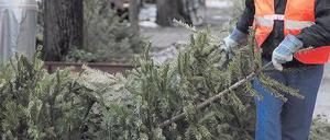 Sperrig. Seit Montag sammelt die BSR die Bäume ein, für jeden Altbezirk gibt es zwei Termine. Foto: Günter Peters