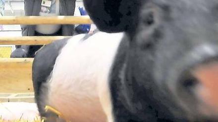 Schweine im Weltstall. Landwirt Werner Mette kümmert sich um die 3000 Nutztiere aus aller Herren Länder.