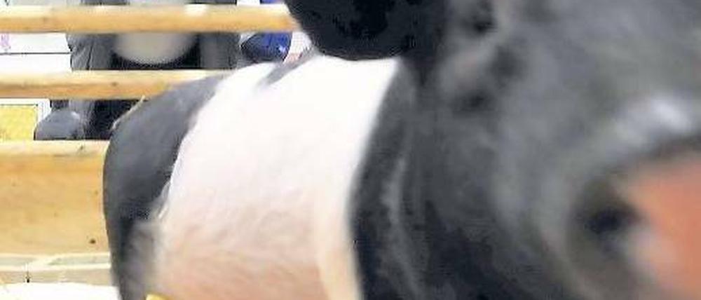 Schweine im Weltstall. Landwirt Werner Mette kümmert sich um die 3000 Nutztiere aus aller Herren Länder. 