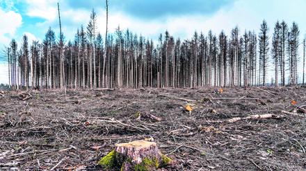 Auf Grund von starkem Borkenkäfer-Befall muss in Deutschland zunehmend Wald gerodet werden, wie hier Fichtenwald bei Warstein-Sichtigvor im Kreis Soest.