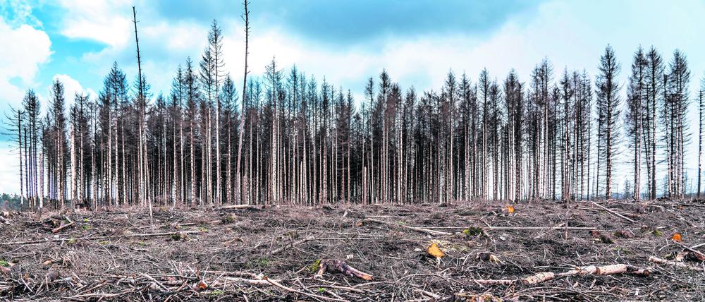 Auf Grund von starkem Borkenkäfer-Befall muss in Deutschland zunehmend Wald gerodet werden, wie hier Fichtenwald bei Warstein-Sichtigvor im Kreis Soest.