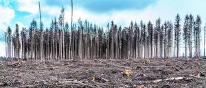 Auf Grund von starkem Borkenkäfer-Befall muss in Deutschland zunehmend Wald gerodet werden, wie hier Fichtenwald bei Warstein-Sichtigvor im Kreis Soest.