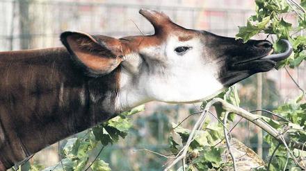 Neu-Berliner. Das Okapi Steve zog Ende Januar in den Zoo, um Nachwuchs zu zeugen. Bei der Zucht von Tieren werden Zoo und Tierpark vom Förderverein unterstützt.