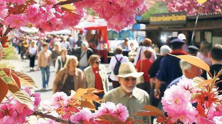 So bunt, so lecker. Jeden Tag zieht es zehntausende Menschen auf die Havel-Insel und auf die vielen Obsthöfe am Ufer. Am 30. April beginnt das Fest.