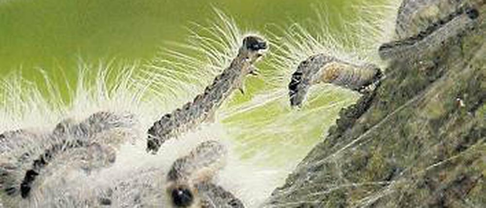 600.000 Gifthaare pro Fünfzentimeterraupe: Eichenprozessionsspinner können Gesundheitsbeschwerden auslösen.