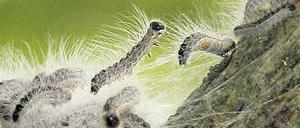 600.000 Gifthaare pro Fünfzentimeterraupe: Eichenprozessionsspinner können Gesundheitsbeschwerden auslösen.