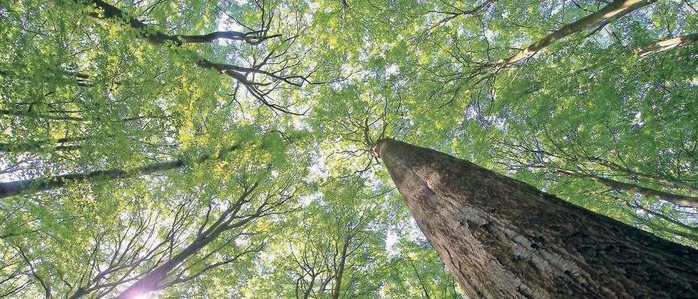 Ein grünes Wunder. Auch der Grumsiner Forst im Biosphärenreservat Schorfheide-Chorin soll Weltnaturerbe werden. Foto: Patrick Pleul/dpa