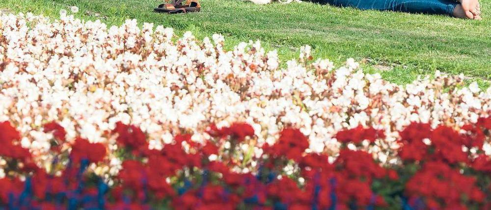 Gutes Wetter – für den Rasen. Immerhin bekommt der viele Regen den Parks in der Stadt viel besser als wochenlanges Hochsommerwetter – zumal sich bei den momentan kühlen Temperaturen kaum jemand freiwillig auf die Wiese legt. Foto: Maja Hitij/dapd