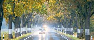 Gefährliche Nähe. Stehen die Bäume ohne Schutzplanken weniger als 4,5 Meter von der Straße entfernt, soll die Geschwindigkeit nun auf 70 km/h begrenzt werden.