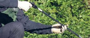 Gefährlicher Einsatz. 17 Brandsätze an verschiedenen Fundorten mussten Techniker schon entschärfen. Foto: dapd