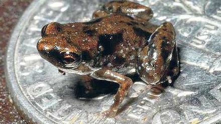 Kleinster Hüpfer. Der neu entdeckte Frosch aus Papua-Neuguinea. Foto: Christopher Austin