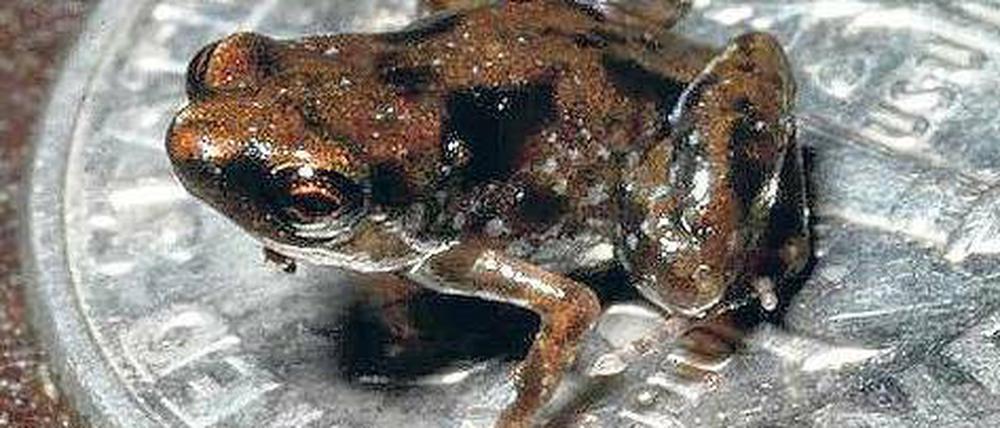 Kleinster Hüpfer. Der neu entdeckte Frosch aus Papua-Neuguinea. Foto: Christopher Austin