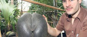Selten wie der Panda. Die Seychellenpalme und ihre 7,5 Kilo schwere Nuss. Foto: dapd