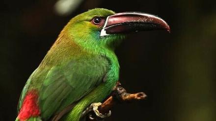 Große Artenvielfalt: Ecuador ist ein wahres Vogel-Paradies.