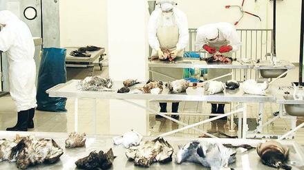 Schweinepest, Vogelgrippe oder Rinderpest. Heute können Waren oder Menschen aus fremden Erdteilen auch bisher unbekannte Krankheiten einschleppen.