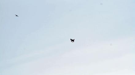 "Da steht ein Pferd auf dem Flur" - so geht eine Liedzeile. Diese kann nur getrost umgedichtet werden in: "Da fliegt ein Pferd über Berlin".