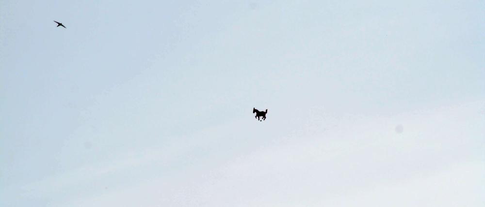 "Da steht ein Pferd auf dem Flur" - so geht eine Liedzeile. Diese kann nur getrost umgedichtet werden in: "Da fliegt ein Pferd über Berlin".