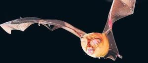 Vom Tier auf den Menschen. Eine in Ghana beheimatete Fledermausart aus der Familie der Rundblattnasen gehörte zu den Säugern, die auf Virusspuren untersucht wurden.