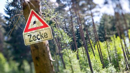Zeckengefahr. Wer durch das Märkisch-Oberland wandert, sollte besonders vorsichtig sein und abends seinen Körper gründlich nach Zecken absuchen. Auch geschlossenes Schuhwerk und lange Hosen schützen vor dem Biss der gefährlichen Insekten.
