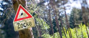 Zeckengefahr. Wer durch das Märkisch-Oberland wandert, sollte besonders vorsichtig sein und abends seinen Körper gründlich nach Zecken absuchen. Auch geschlossenes Schuhwerk und lange Hosen schützen vor dem Biss der gefährlichen Insekten.