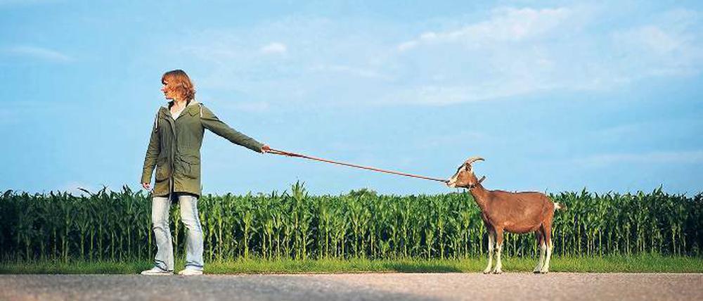 Entschleunigung. Beim Spaziergang mit Ziege bestimmt das Tier das Tempo. Wer sich darauf einlässt, wird mit Entspannung belohnt 