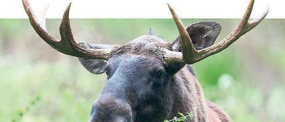 Feinschmecker. Elche fressen gern junge Triebe – zum Ärger von Förstern und Bauern. Und sie durchqueren Landstreifen auf gewohnten Routen – egal, ob dort heute eine Straße verläuft. Das Land Brandenburg rechnet deshalb mit steigenden Unfallzahlen. Foto: dpa/Pleul