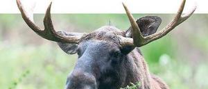 Feinschmecker. Elche fressen gern junge Triebe – zum Ärger von Förstern und Bauern. Und sie durchqueren Landstreifen auf gewohnten Routen – egal, ob dort heute eine Straße verläuft. Das Land Brandenburg rechnet deshalb mit steigenden Unfallzahlen. Foto: dpa/Pleul